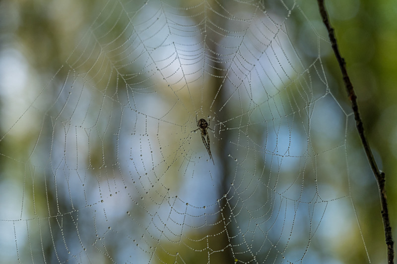 Spider in Dereen Woods in County Roscommon in Ireland - Nature
