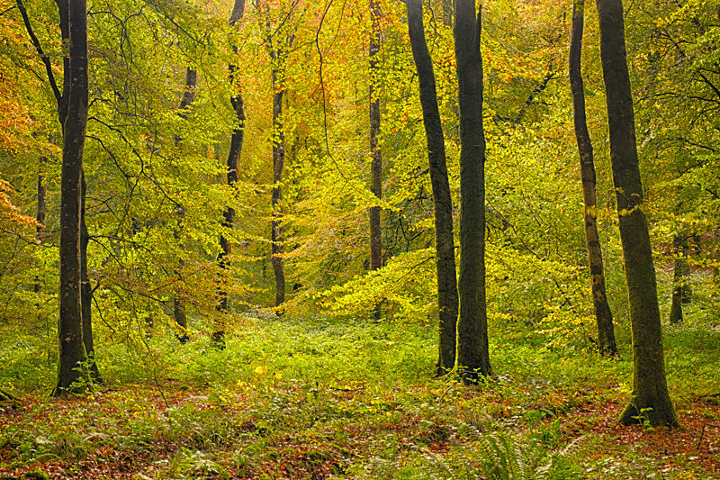 Mullaghmeen Forest, County Westmeath. - Best Pictures 2020