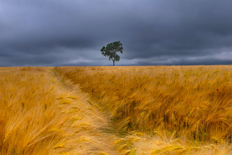 Lonely Tree, County Wexford, Ireland. - Awarded & Published Pictures 2022