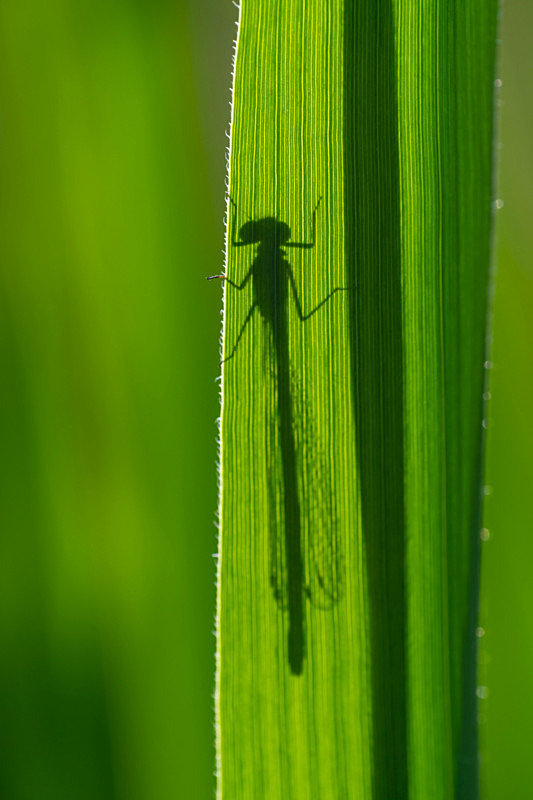 In the world of Damselflies - Best Pictures 2020