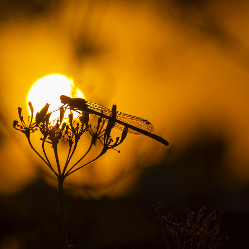 In the world of Damselflies - Best Pictures 2020
