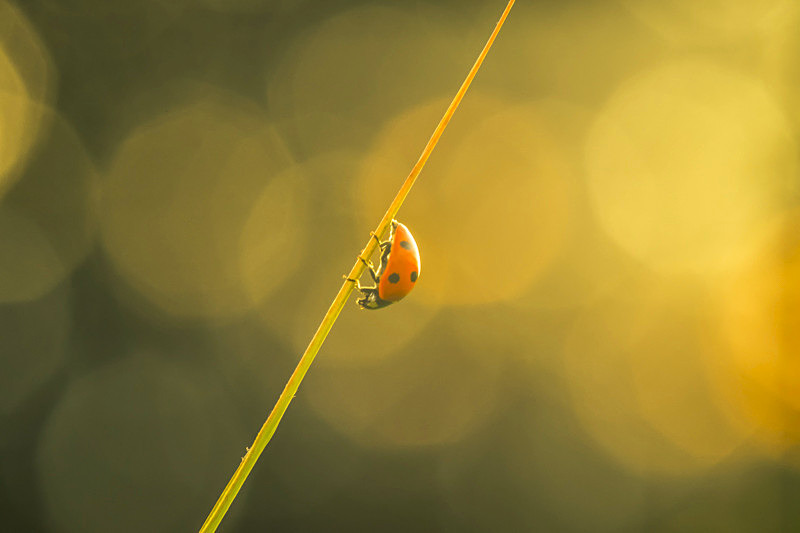 In the world of Ladybirds - Awarded Pictures 2020