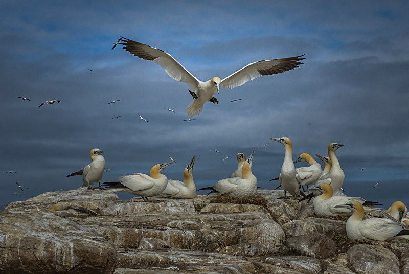 Gannets at Saltee Island, County Wexford, Ireland. - Pictures out of this world