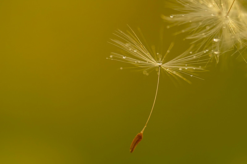 Dandelion Seeds - Best Pictures 2020