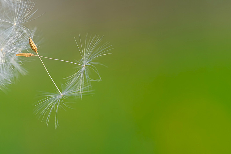 Dandelion Seeds - Best Pictures 2020