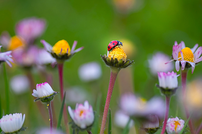In the world  of Ladybirds - In the World  of Ladybirds