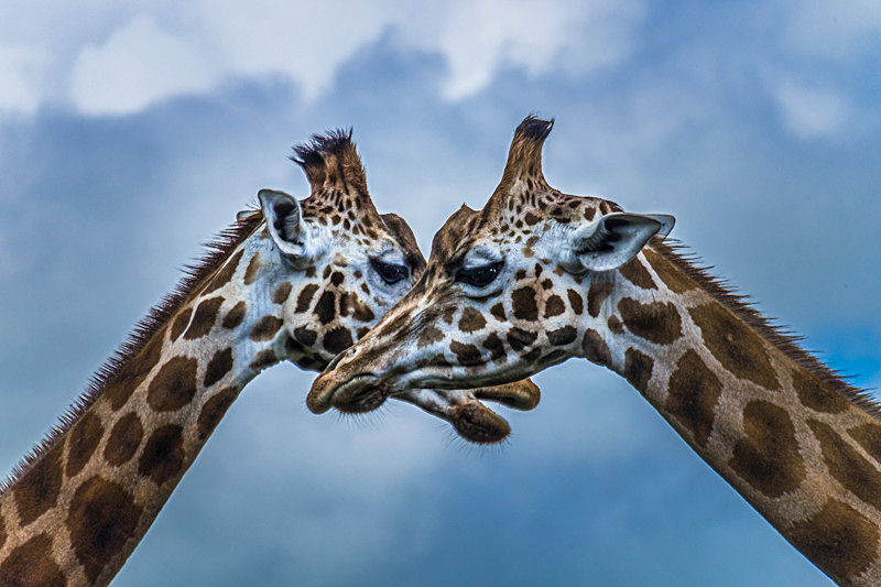 Love - Awarded Pictures 2020