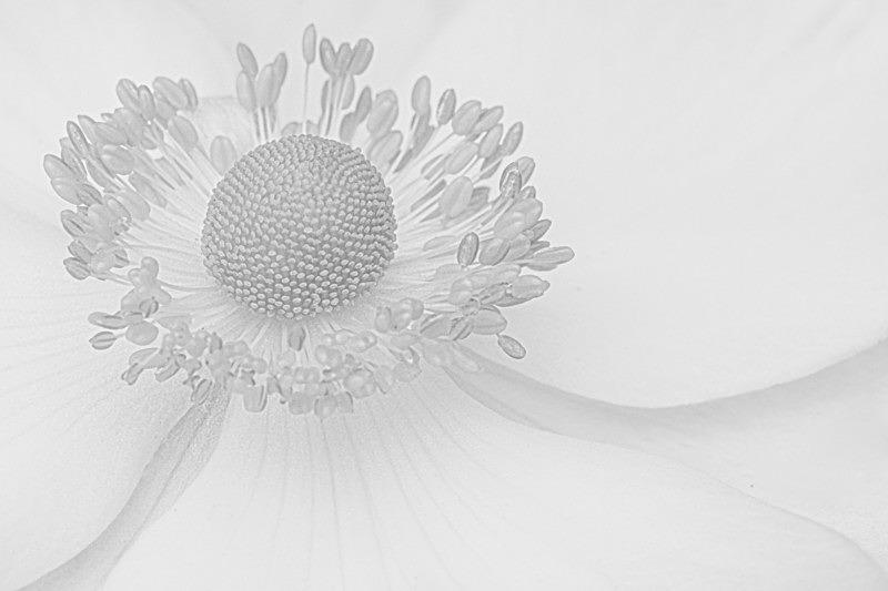 Into the world of Flowers, Ireland. - Awarded & Published Pictures 2022