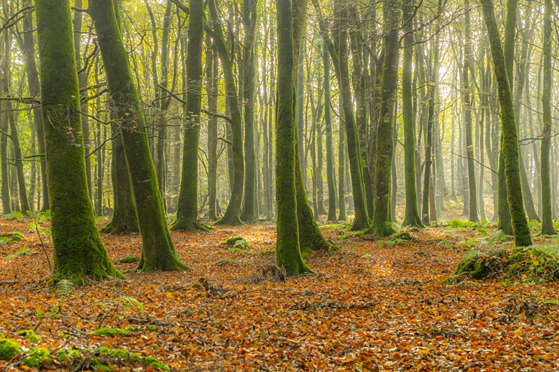 Dereen Woods in County Roscommon in Ireland - Nature