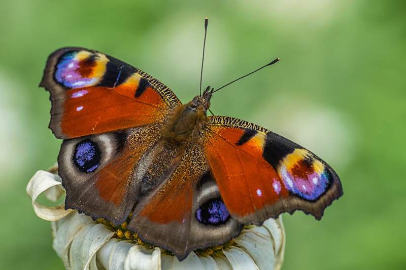 Butterfly at Birr Gardens in Ireland - Nature