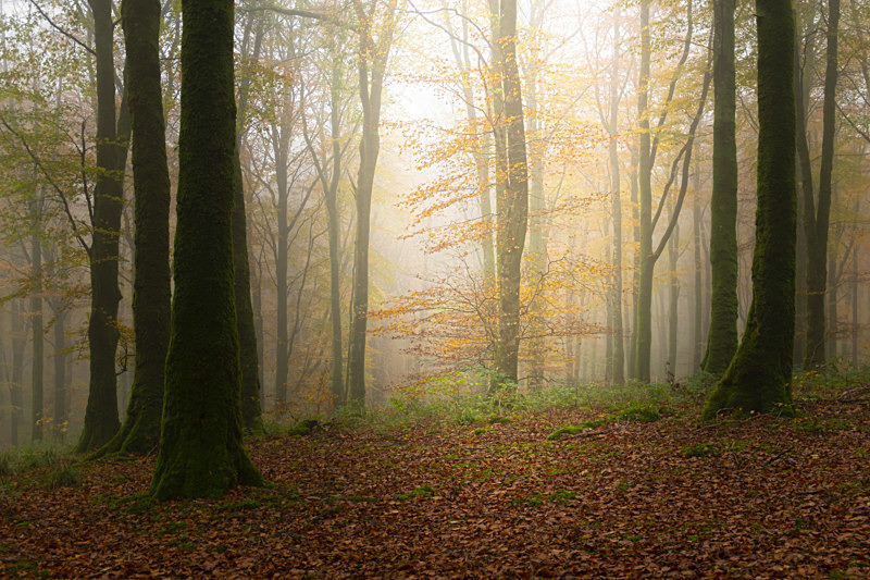 Lost Into The Forest - Lost Into The Forest
