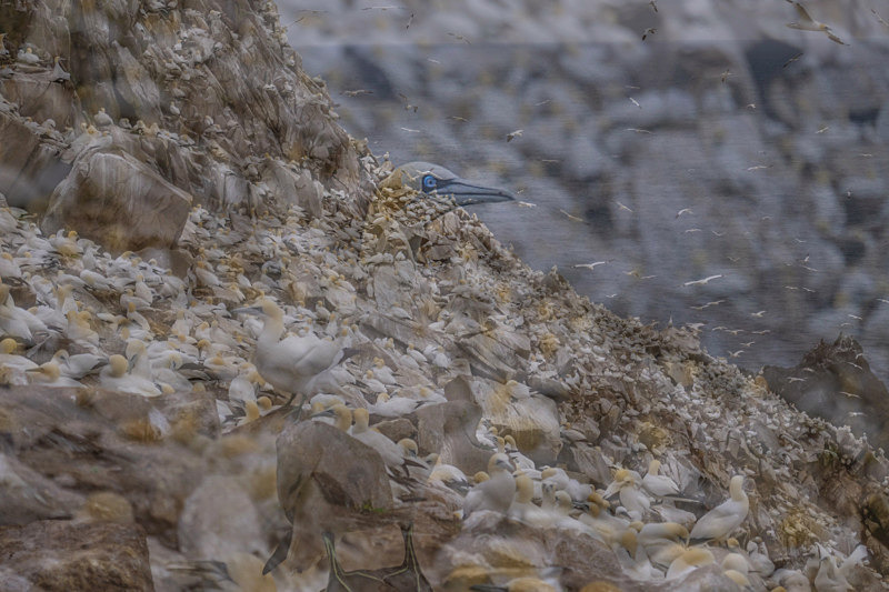 In the world of Gannets - Best Pictures 2020
