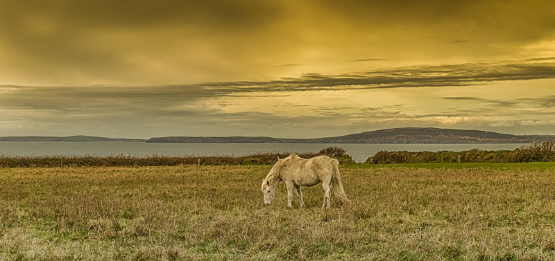 Horse near Ballybunion - Co Kerry