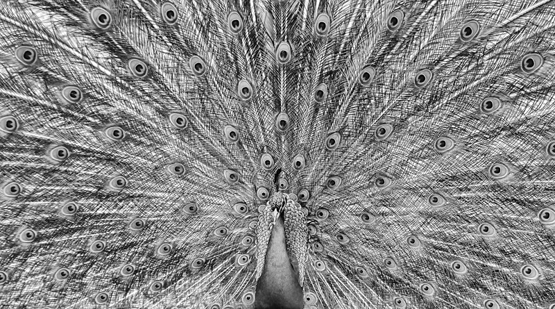Peacock at Fota Wildlife Park, Ireland - Black and White