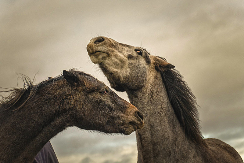 Into the World of Horses - Into the world of Horses