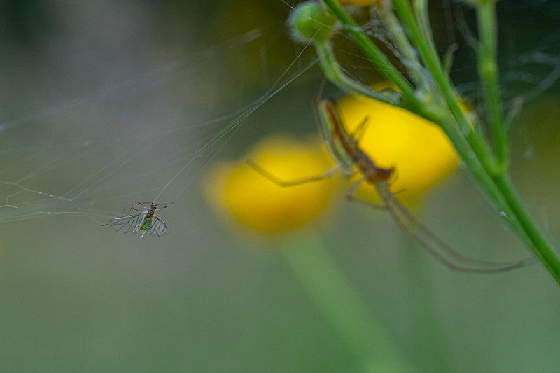 In the world of Spiders - Best Pictures 2020