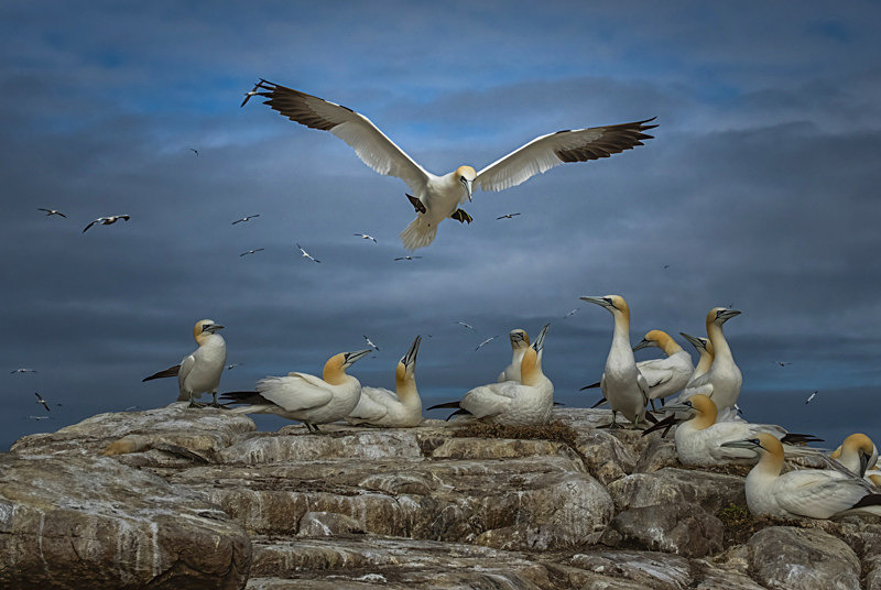 Gannets at Saltee Island, County Wexford, Ireland. - Awarded & Published Pictures 2021
