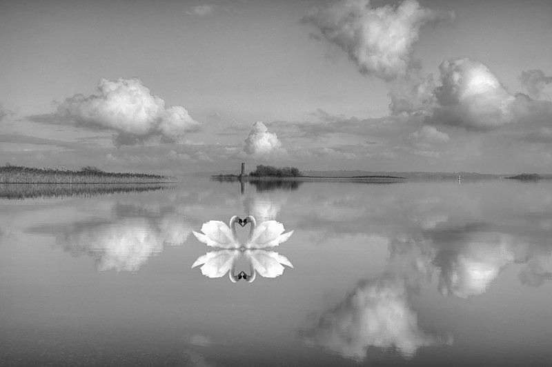 Love at Lough Ree, Ireland. - Black and White