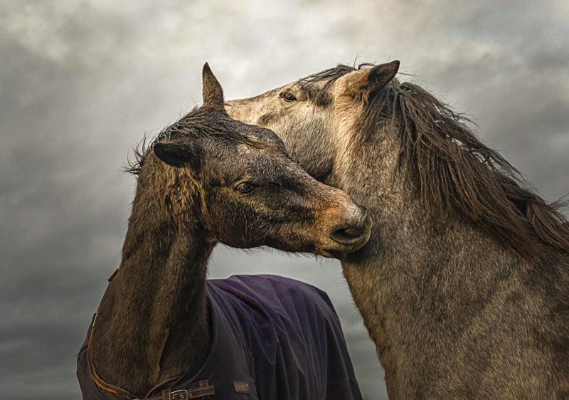Into the World of Horses - Into the world of Horses