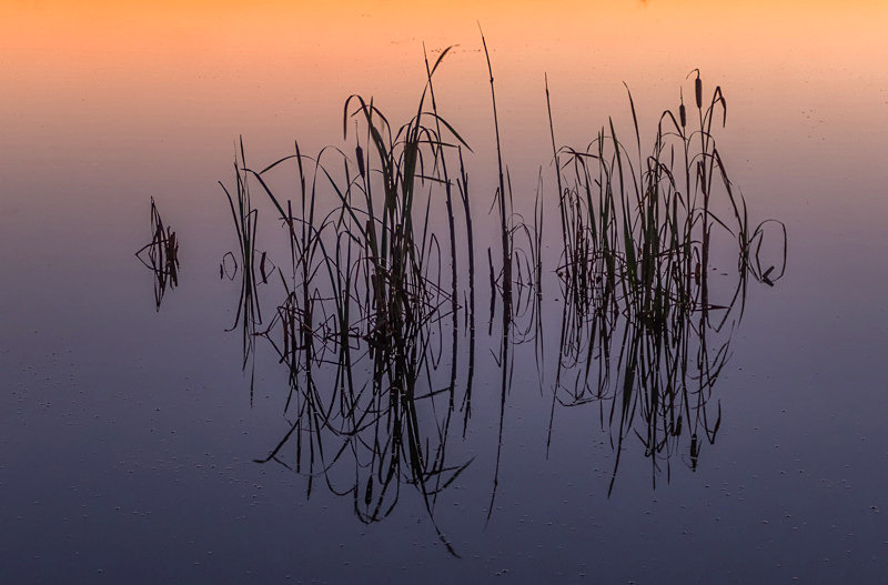 Reflections at Lake Boora, County Offaly, Ireland. - Awarded & Published Pictures 2021