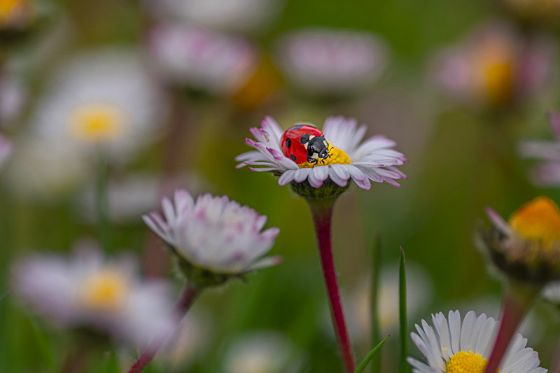In the world  of Ladybirds - Best Pictures 2020