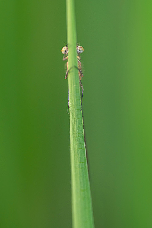Into the world of Damselflies, Ireland. - Awarded & Published Pictures 2021