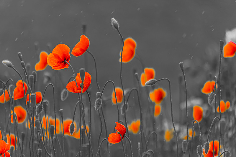 Dancing of Poppies, Ireland. - Awarded & Published Pictures 2021