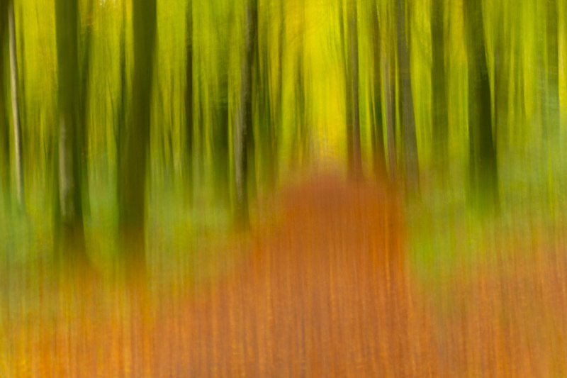 Intentional Camera Movement at Mullaghmeen Forest, County Westmeath. - Best Pictures 2020