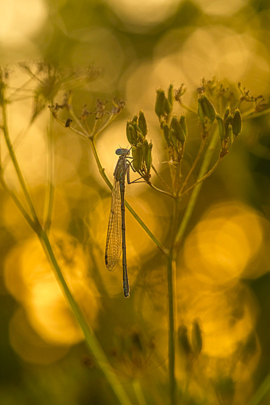 Damselfly at sunset, Portlick Forest, County Westmeath, Ireland. - Pictures out of this world