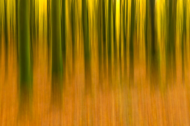 Into the Forest - Into the Forest
