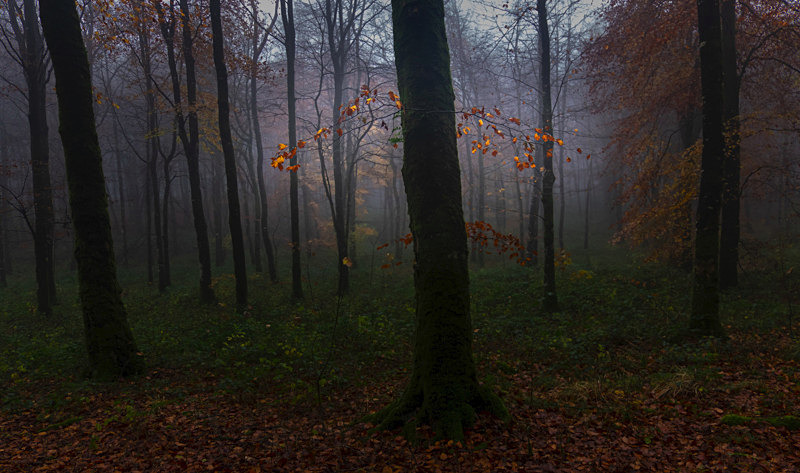Lost into the Forest - Lost into the Forest