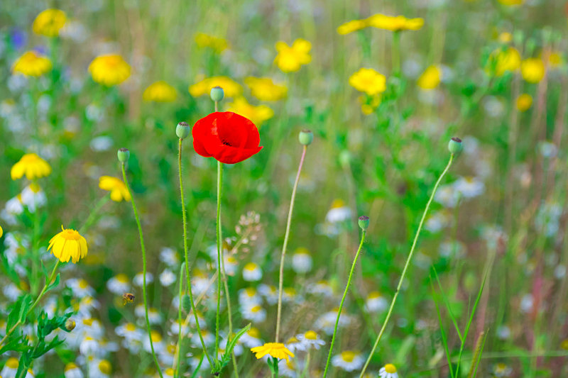 Flowers - Flowers