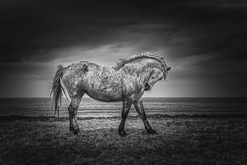 Into the world of Horses, Ireland. - Pictures out of this world