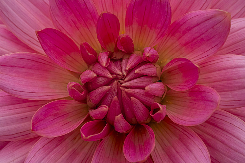In the world of Flowers - Best Pictures 2020
