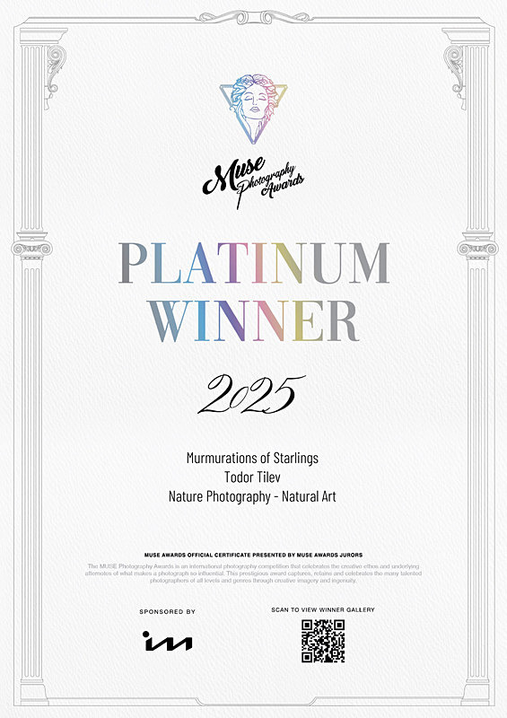 Muse International Photography Awards_2025_Platinum_Nature_Natural Art - Achievements