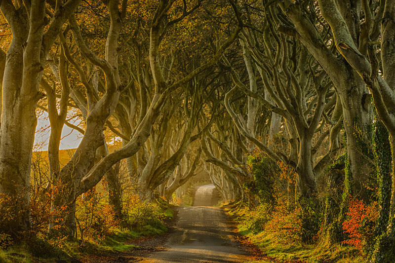 Dark Hedges, Northern Ireland. - Awarded Pictures 2020