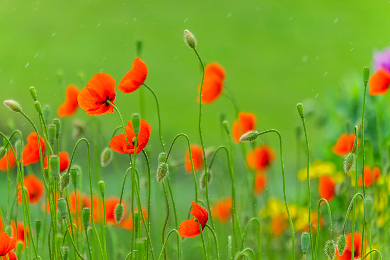 Dancing of Poppies, Ireland. - Awarded & Published Pictures 2022