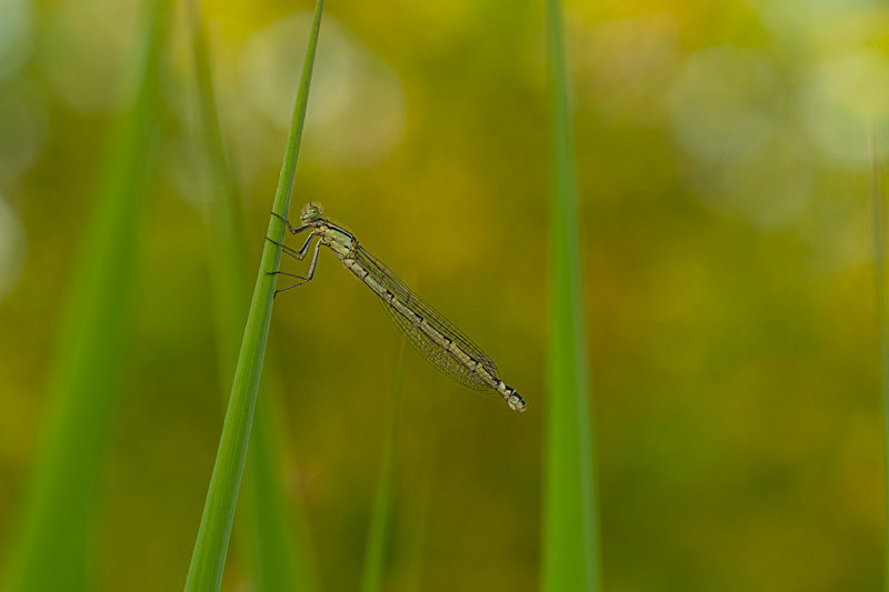 In the world of Damselflies - Best Pictures 2020