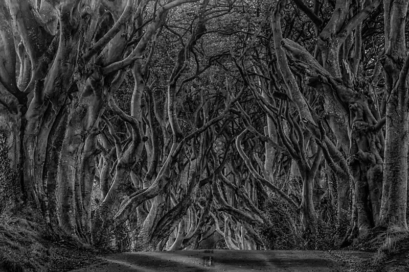 Dark Hedges, Northern Ireland. - Black and White