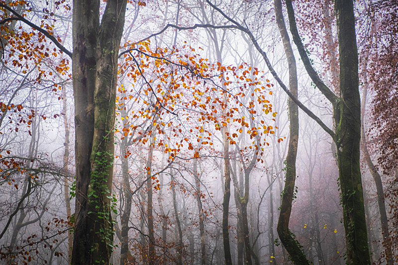 Mullaghmeen Forest, County Westmeath, Ireland. - Awarded Pictures 2020