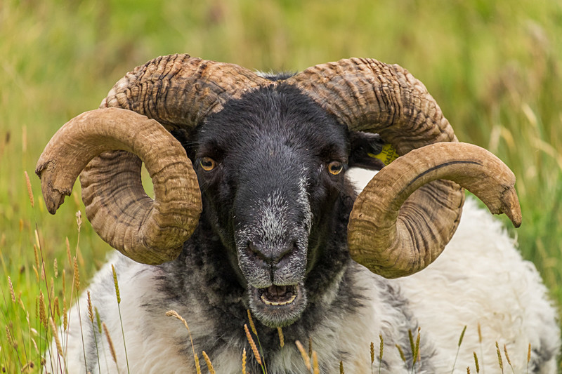 male-sheep