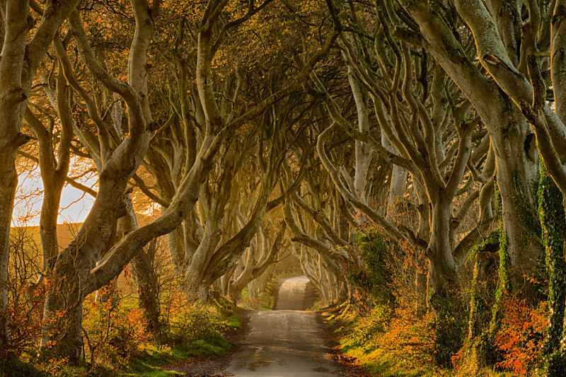 Dark Hedges - Northern Ireland