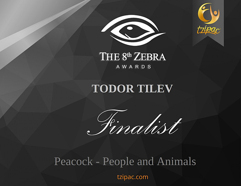 8th Zebra International Black and White Photography Awards_Peacock_Peo - Achievements