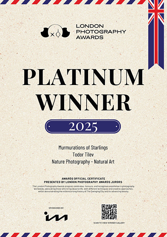 London Photography Awards_2025_Platinum_Nature_Natural Art - Achievements