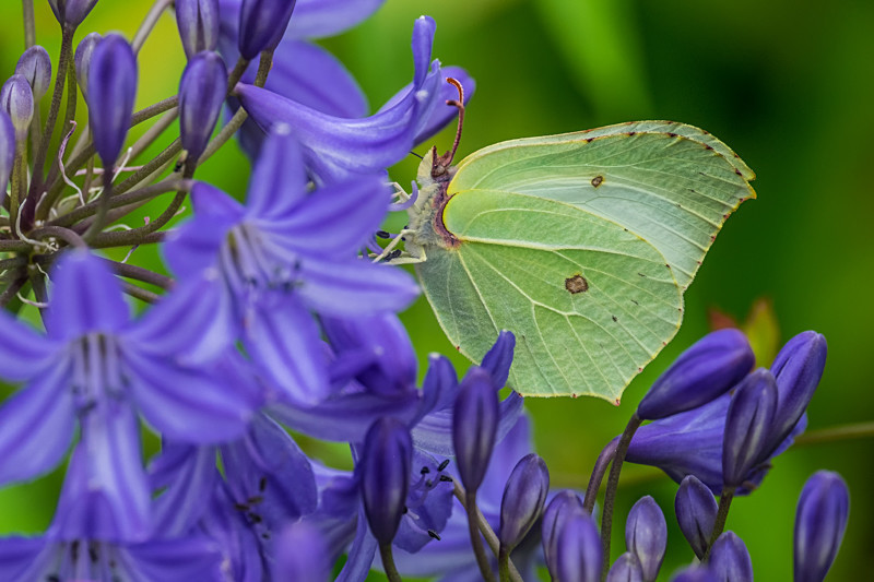 Butterfly at Birr Gardens in Ireland - Nature
