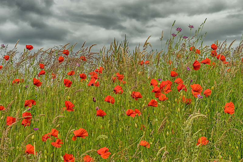 Field of Poppies - Flowers