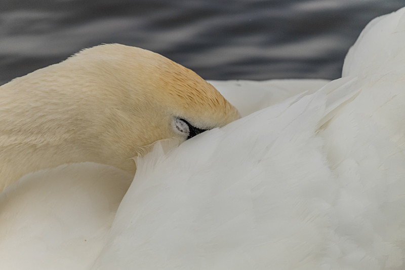 Swan at Lough Ree in County Westmeath - Wildlife