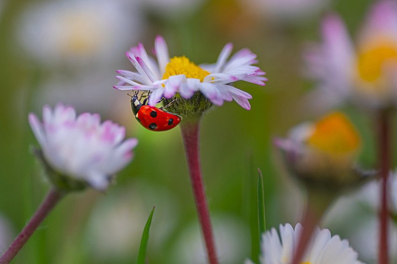 In the world  of Ladybirds - Best Pictures 2020