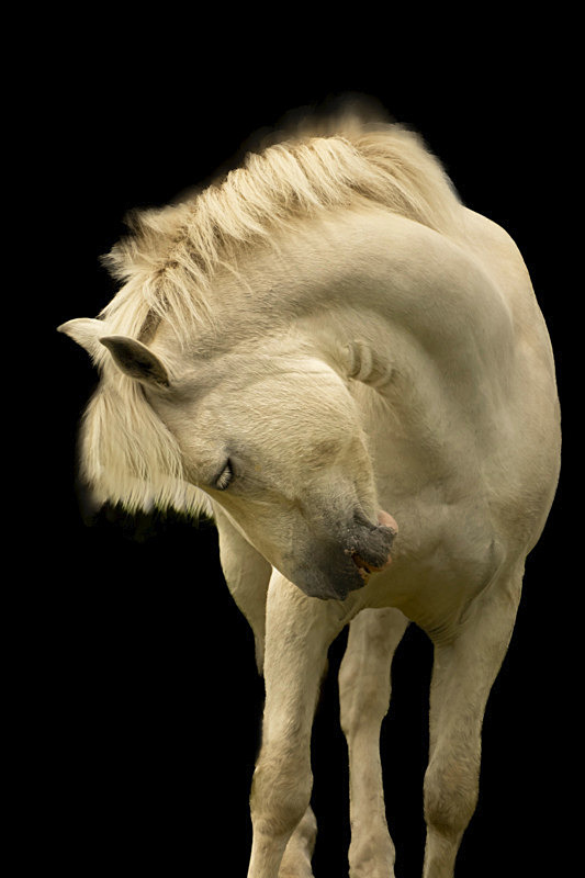 Into the world of Horses, Ireland. - Pictures out of this world