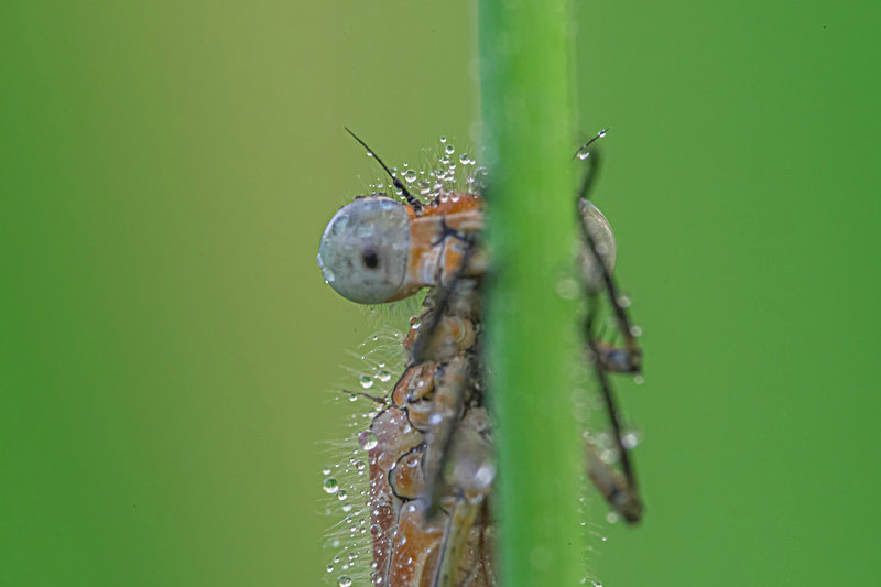 In the world of Damselflies - Awarded Pictures 2020